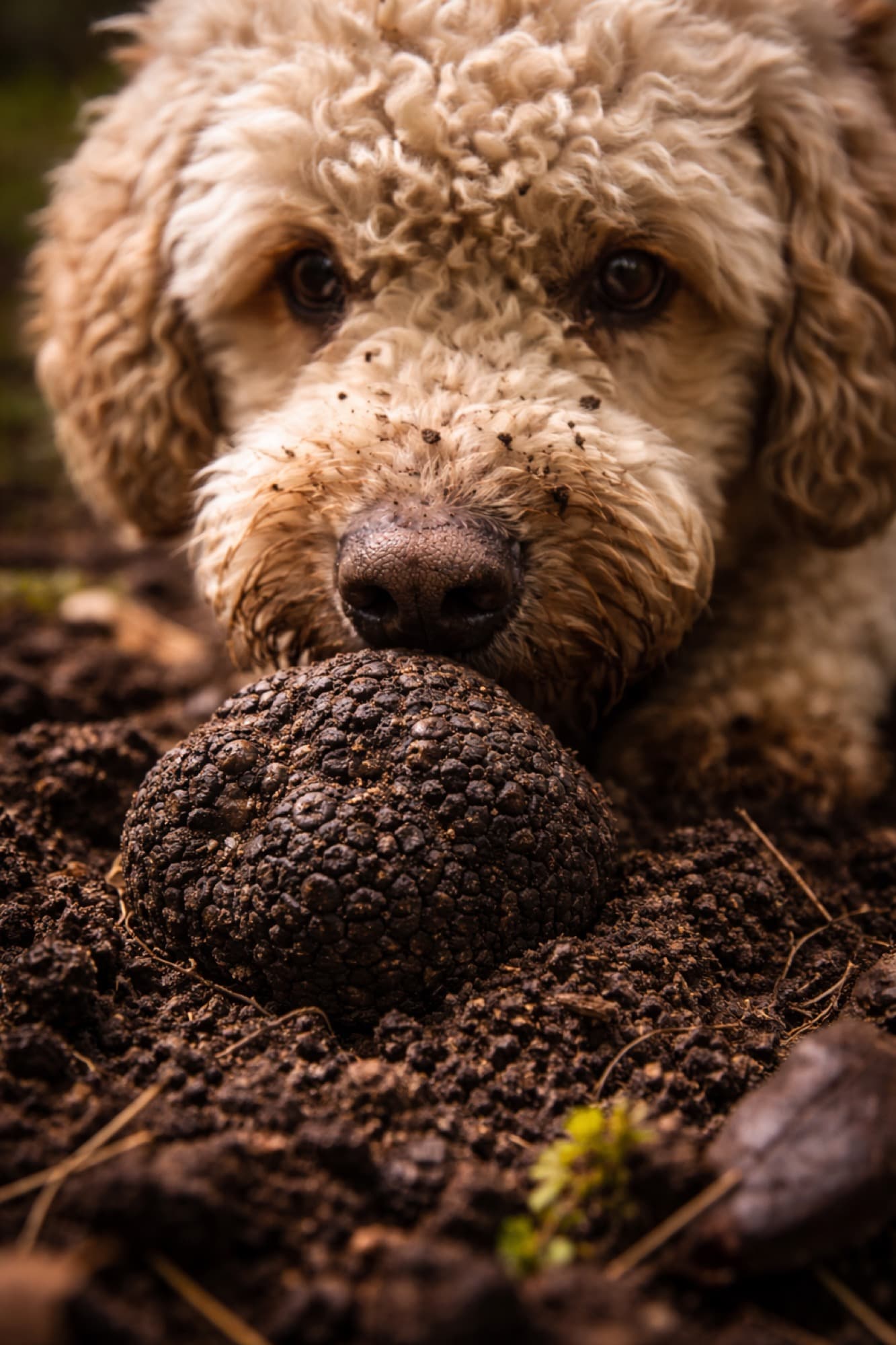 Truffle harvest